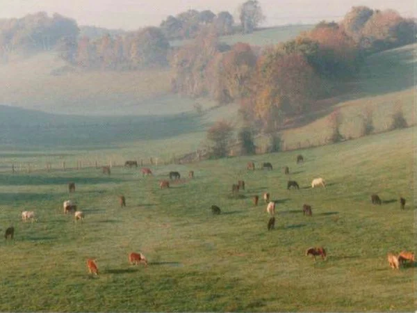bien-être des poneys et chevaux à Bois Guilbert 