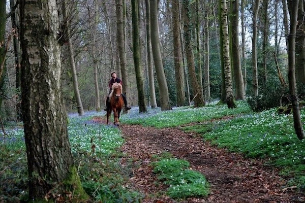 Galoper dans les sous-bois fleuris