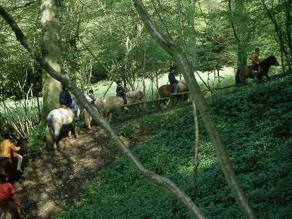 Balade à poney en soous-bois