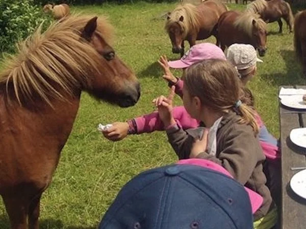 un poney quémande au déjeuner