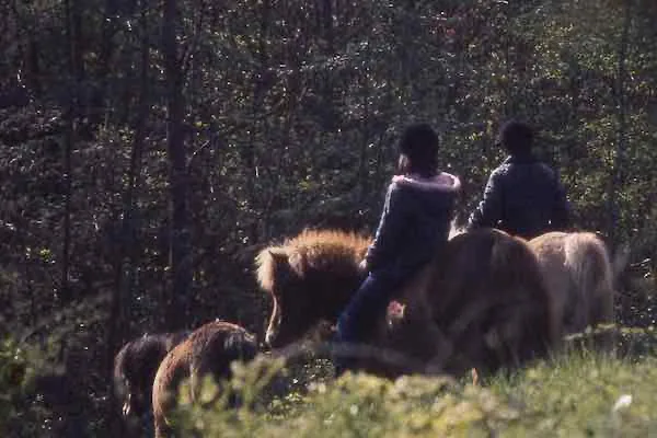 Colonie de vacances à poney au mileu de la nature